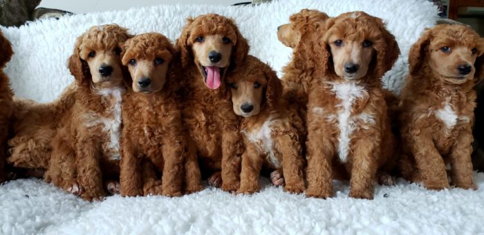 tuxedo poodle puppies